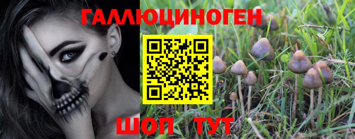 Псилоцибиновые грибы GOLDEN TEACHER Кызыл